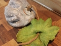 Wet Felted Squash by Sharon Mansfield at The Tin Thimble